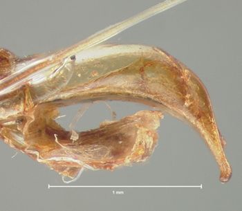 Media type: image;   Entomology 29044 Aspect: genitalia